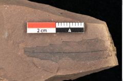 Foto (Detailsansicht) von Engelhardia orsbergensis, (Wessel et Weber) Jähnichen, Mai et Walther (NHMW-GEO-2024-0188-0841)